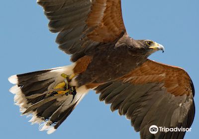 Teton Raptor Center