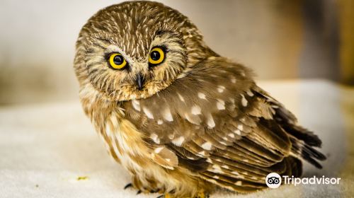 Teton Raptor Center