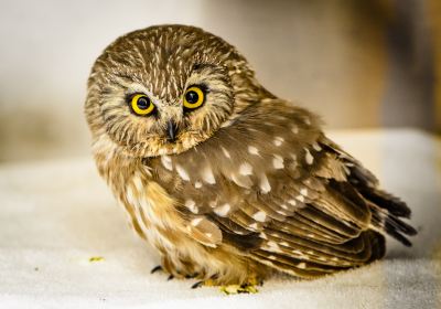 Teton Raptor Center