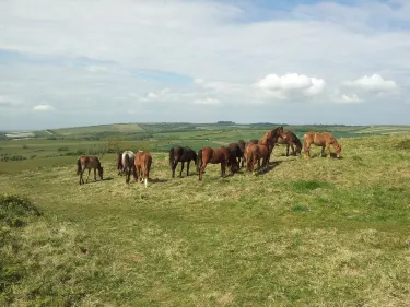 National Trust - Cissbury Ring