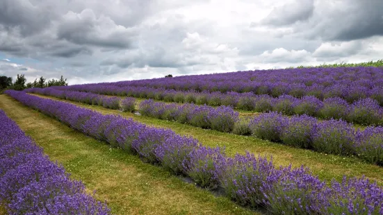 Apple Hill Lavender