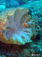 Blow Bubbles Divers, Diving South Gilis