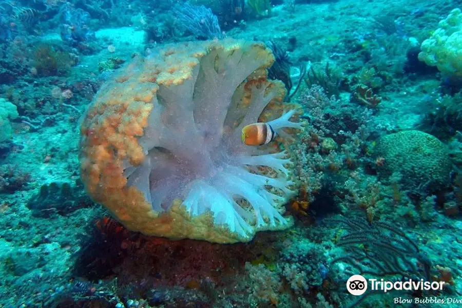 Blow Bubbles Divers, Diving South Gilis