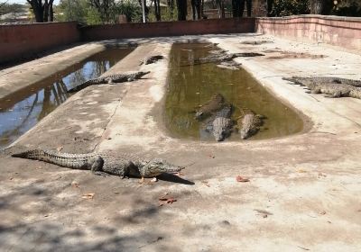 Victoria Falls Crocodile Park