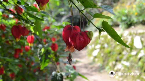 Cameron highland orchid and rose garden