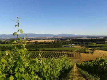 Martinborough wine village