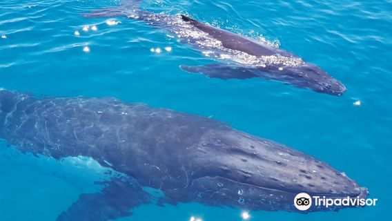 Brisbane Whale Watching