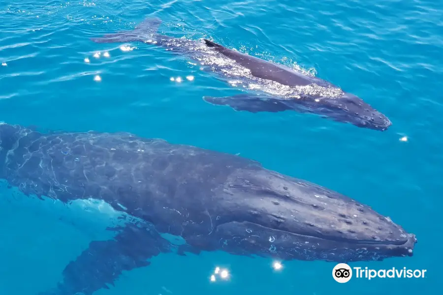 Brisbane Whale Watching