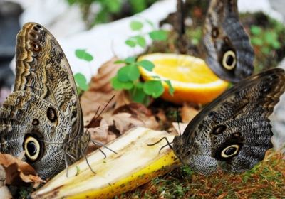 Butterfly House Praid