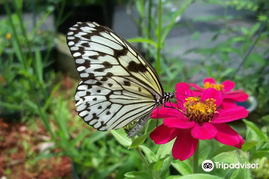 Newport Butterfly Zoo