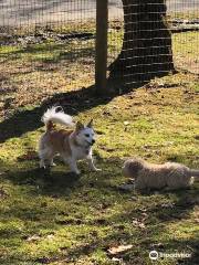 Central Park County Dog Park