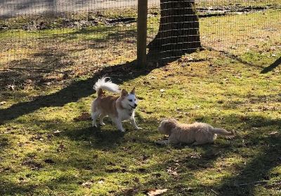 Central Park County Dog Park