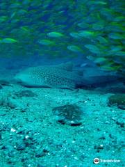 Phi Phi Sea Frog Diving Center