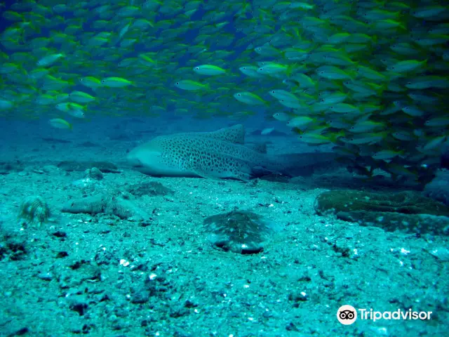 Scuba Diving in Phi Phi Islands