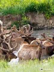 Lee G. Simmons Conservation Park and Wildlife Safari