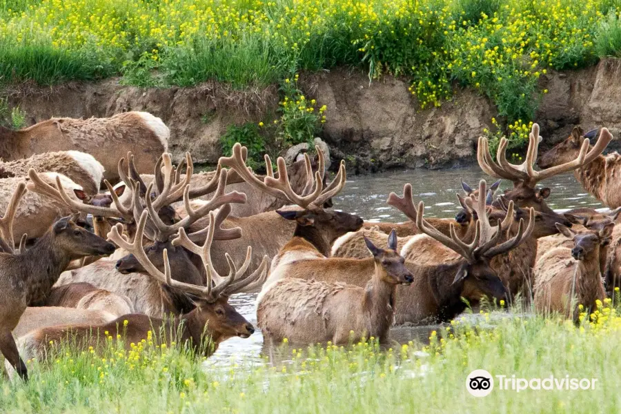 Lee G. Simmons Conservation Park and Wildlife Safari