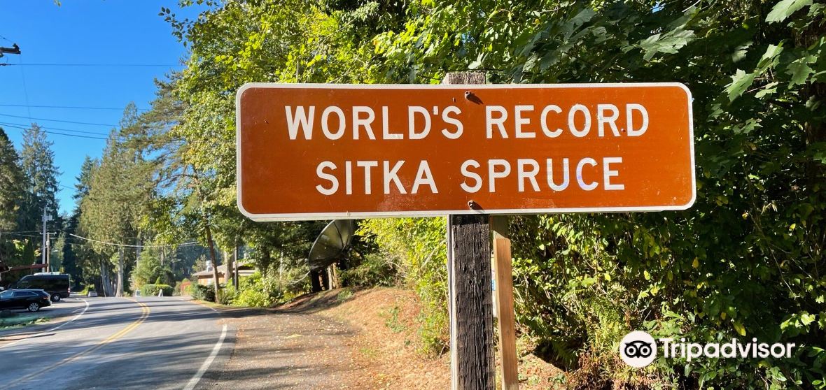 แนะนำการเดินทาง Quinault 2024 สิ่งที่ควรทำ, อาหารที่ควรรับประทาน