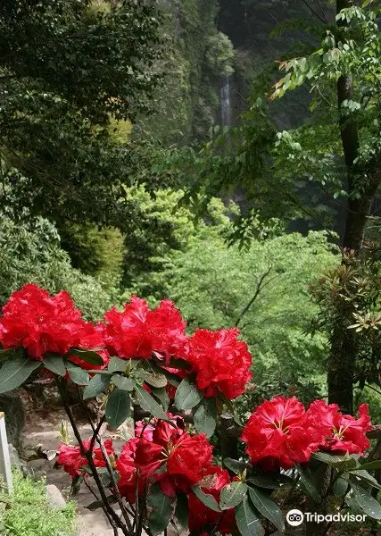 裏見の滝 自然花苑