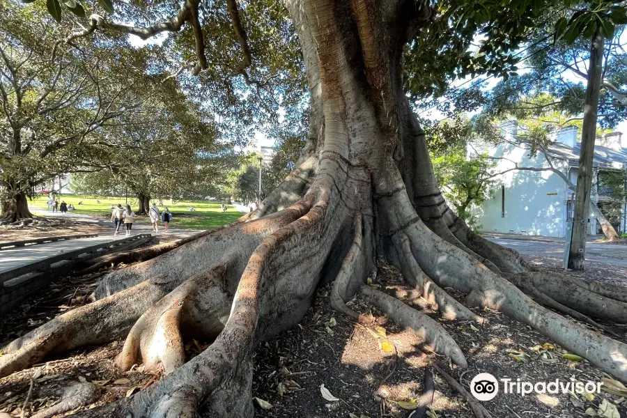 Camperdown Park