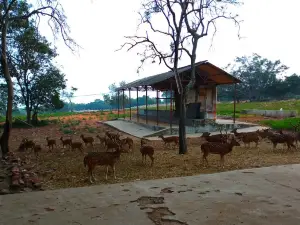 Tirumala Deer Park Reserve