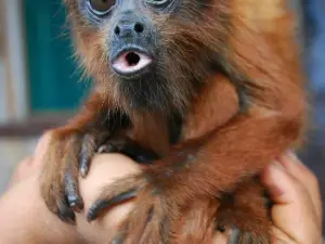Zoologico shelter