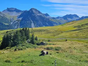 Arosa Barenland