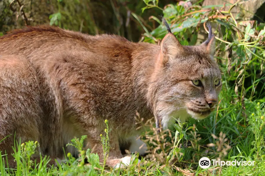 The Kroschel Wildlife Center