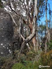 Mushroom Rocks