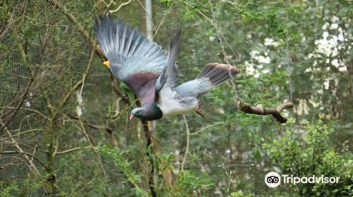 Otorohanga Kiwi House & Native Bird Park