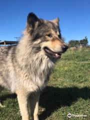 Huskyromi Wolf Sanctuary