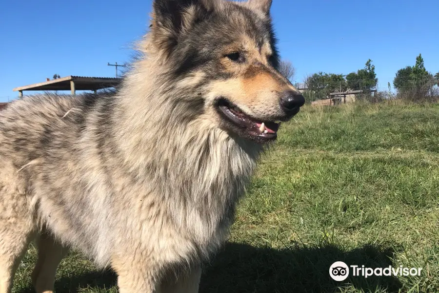 Huskyromi Wolf Sanctuary