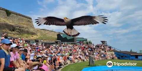 Greifvogelwarte Riegersburg