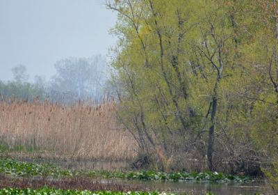 Hillman Marsh Conservation Area