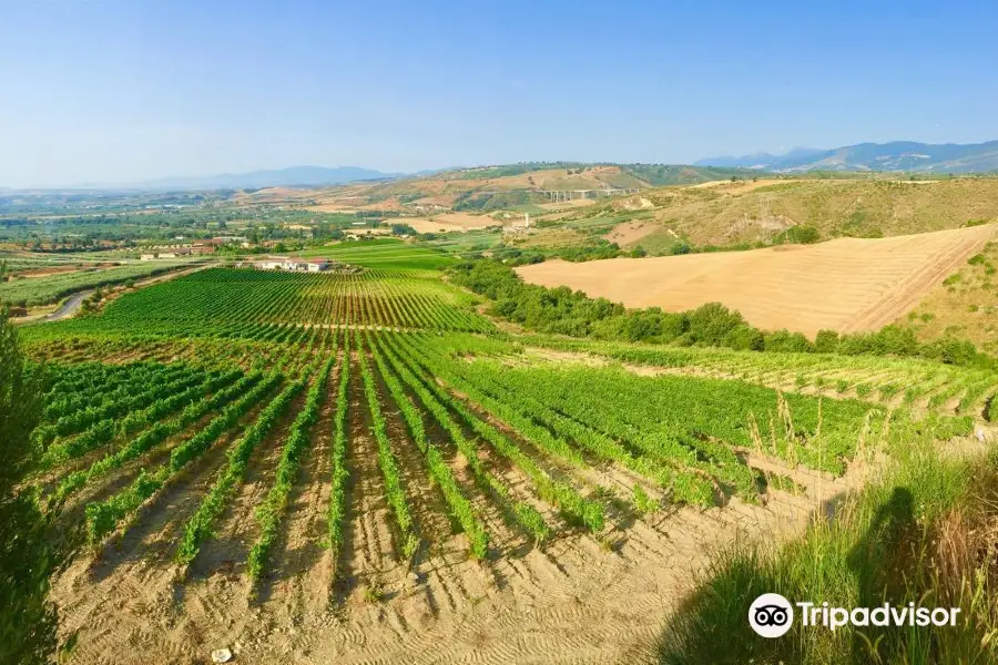 Tenuta Celimarro - Vigneti/Vineyards