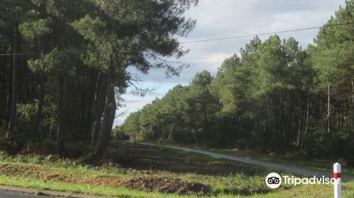 Forêt de Chinon