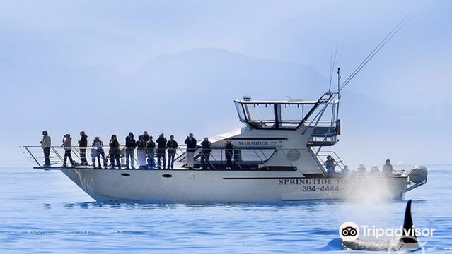 SpringTide Whale Watching & Charters