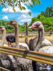 迪沙魯鴕鳥觀光園