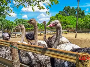 Desaru Ostrich Farm (Closed)