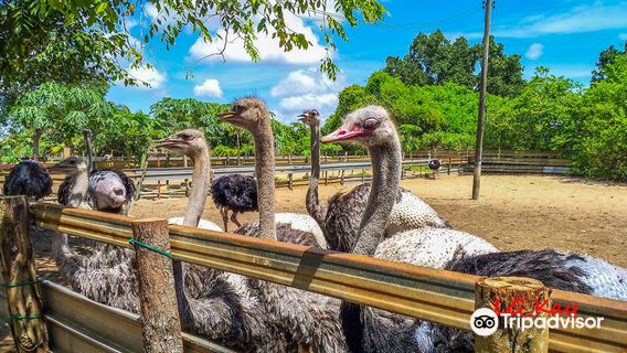 Desaru Ostrich Farm (Closed)