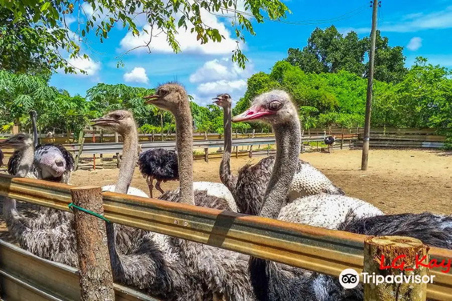 Desaru Ostrich Farm