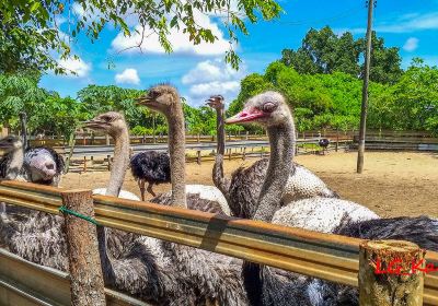 Desaru Ostrich Farm