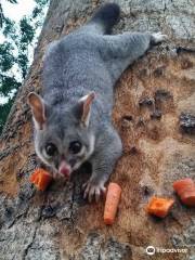 Possum Parade