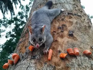 Possum Parade