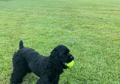 Best Friend's Dog Park