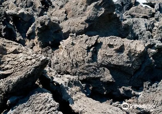 庫基尼·坎尼奧