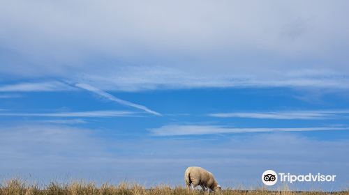 Schapenboerderij Texel