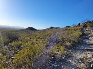 Three Rivers Petroglyph Site