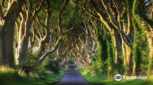 The Dark Hedges