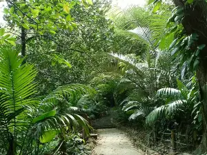 Yonehara Palm Grove