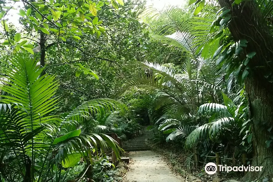 Yonehara Palm Grove